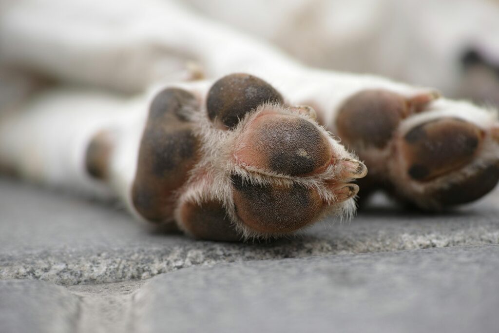 Why do Dogs Lick their Paws
