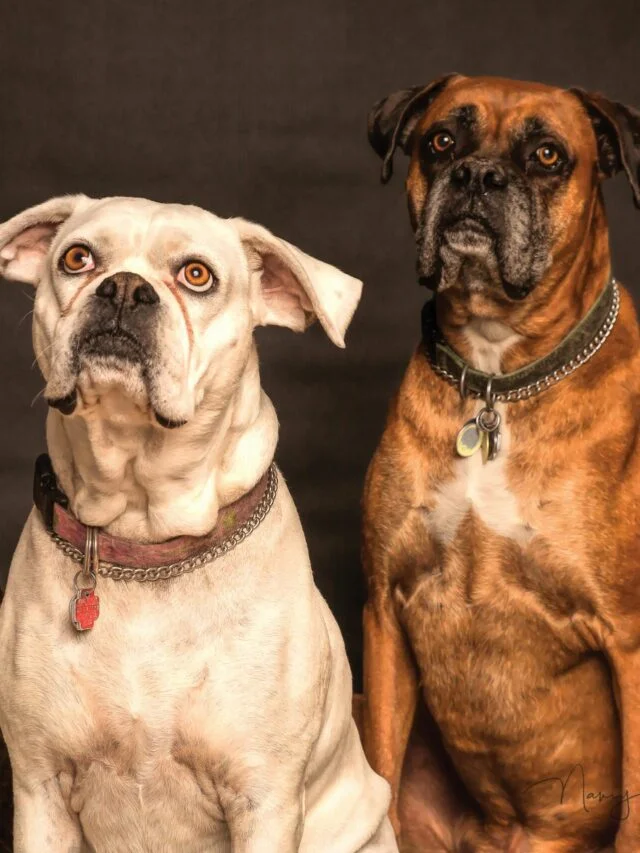5 Harmful Ingredients Hiding in Your Pet’s Food