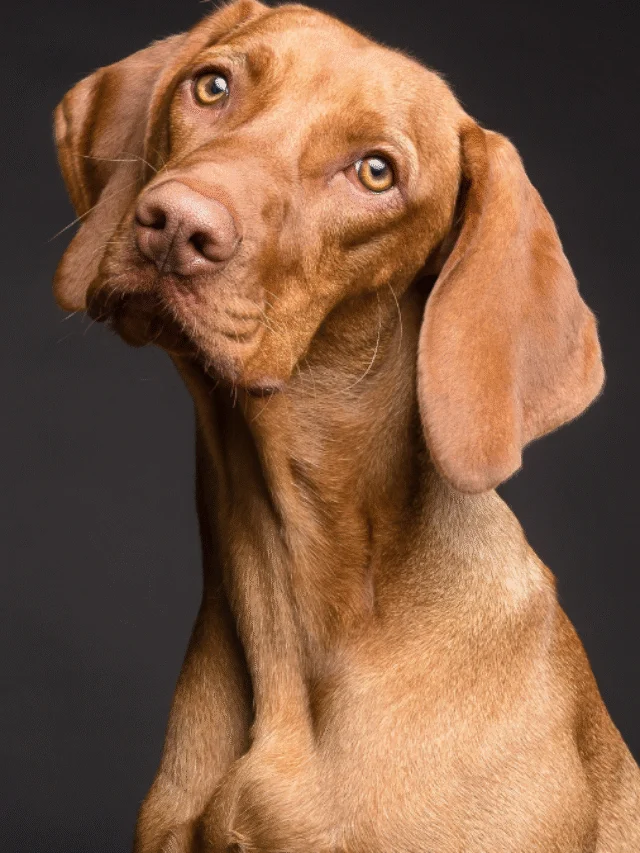 5 Natural Ways to Keep Your Pet Healthy