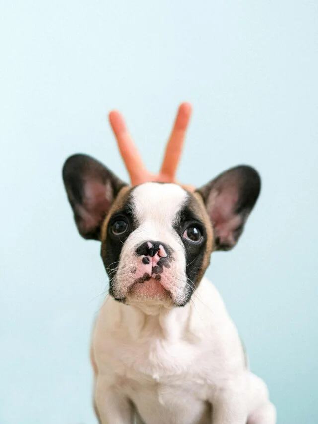 6 Easy Homemade Treats Your Dog Will Love