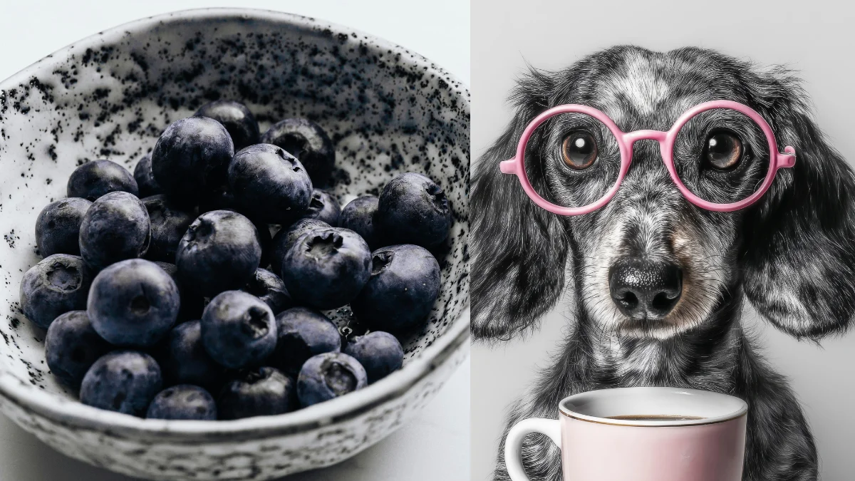Can Dogs Eat Blueberries